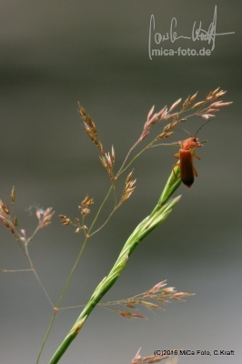 Käfer auf Grashalm